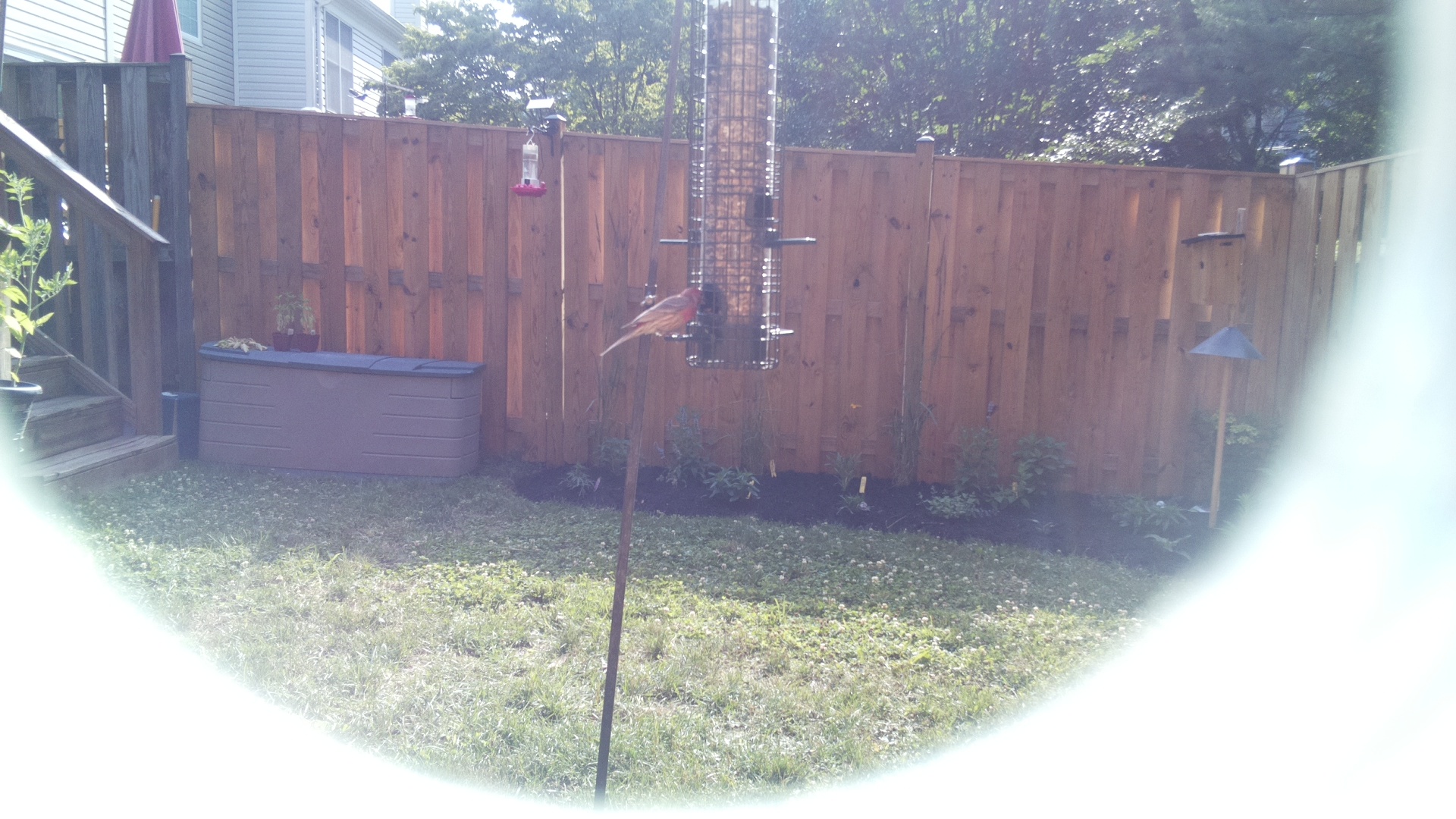 Likely Finch
