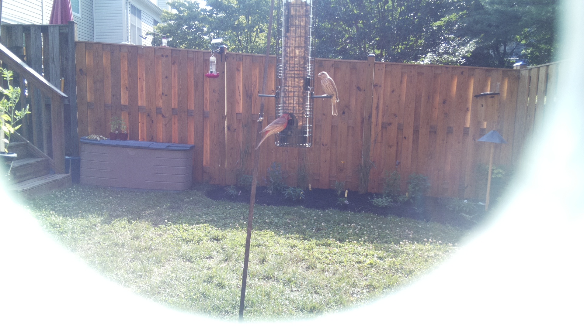 Likely Finch
