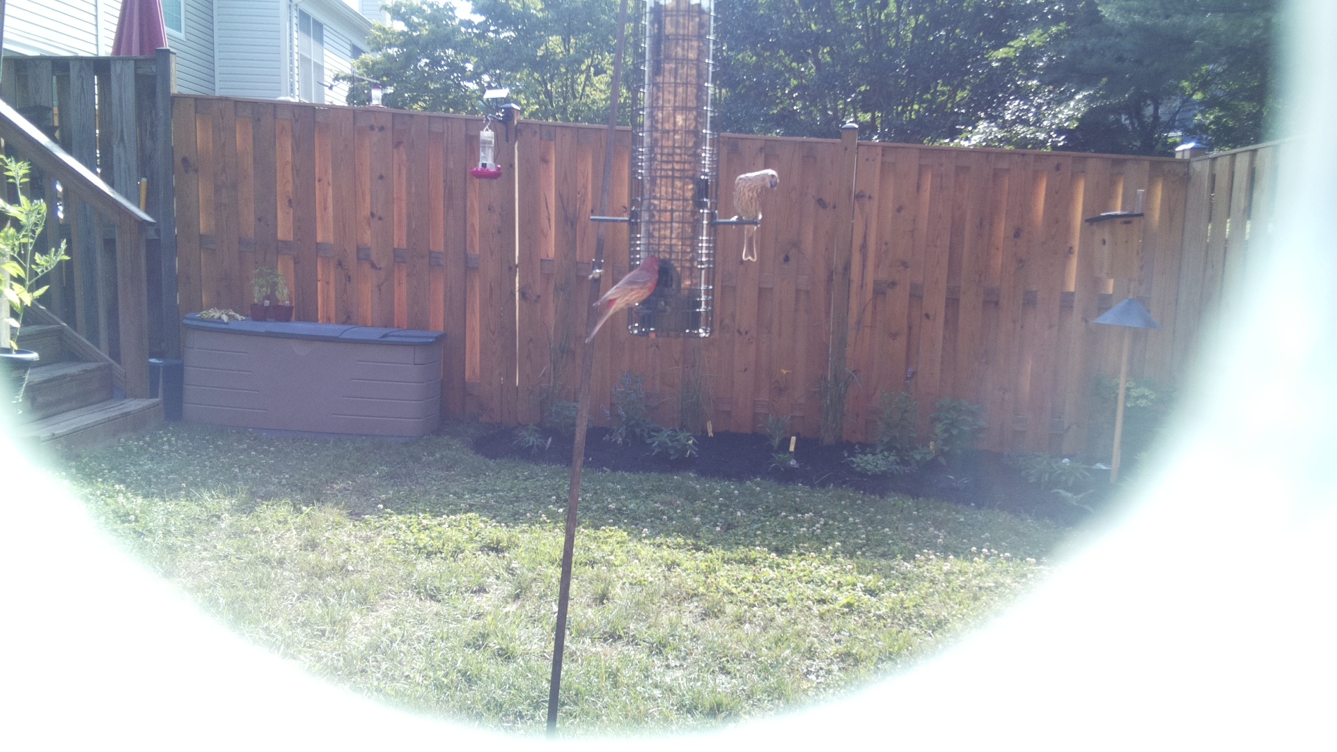 Likely Finch
