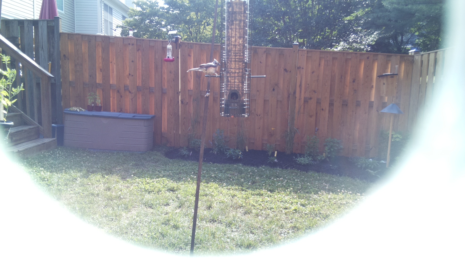 Tufted Titmouse