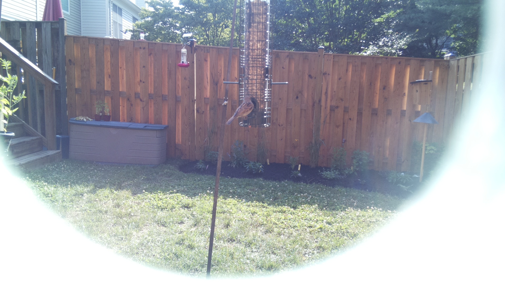 Likely Finch