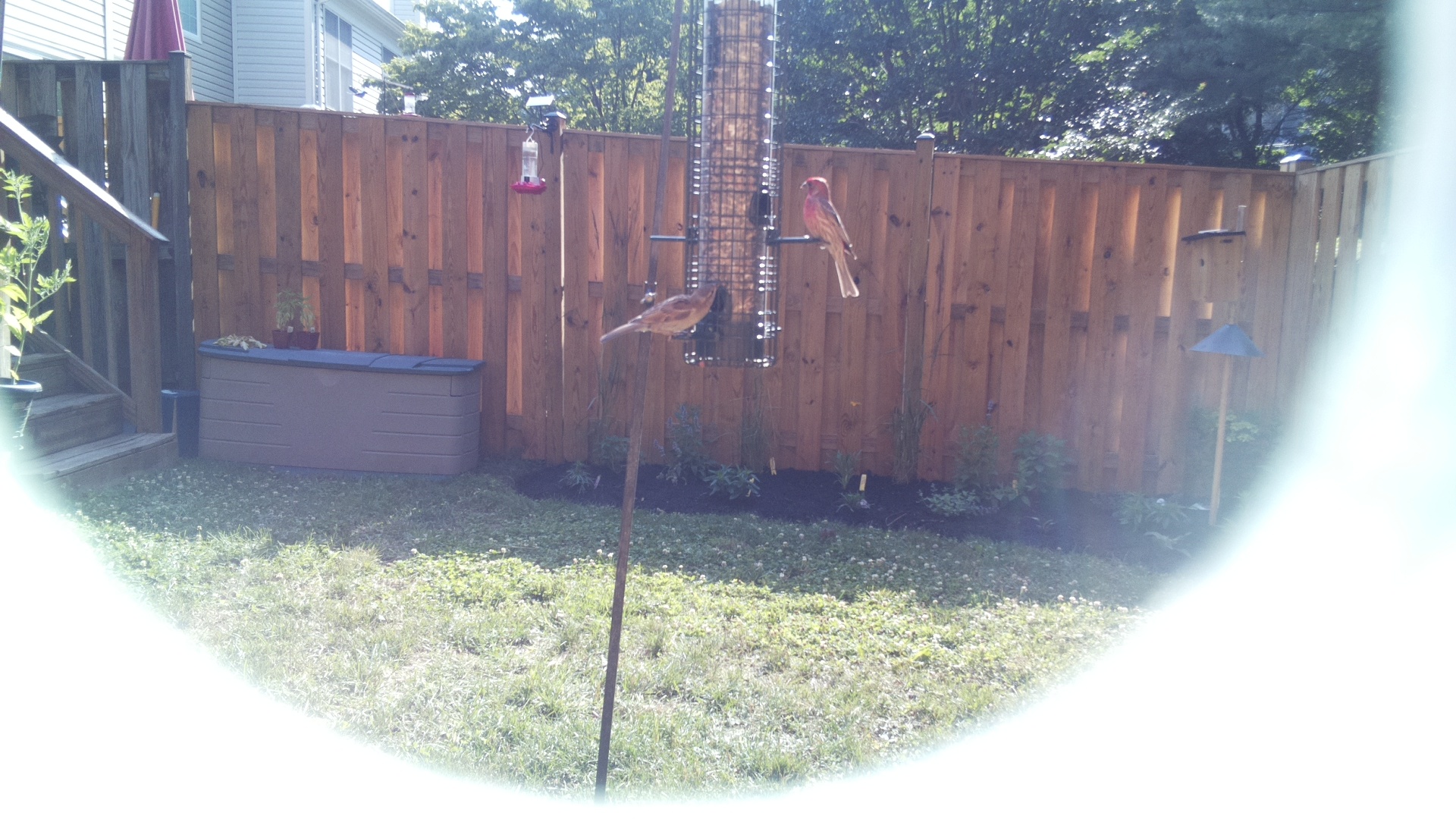 Carolina Wren