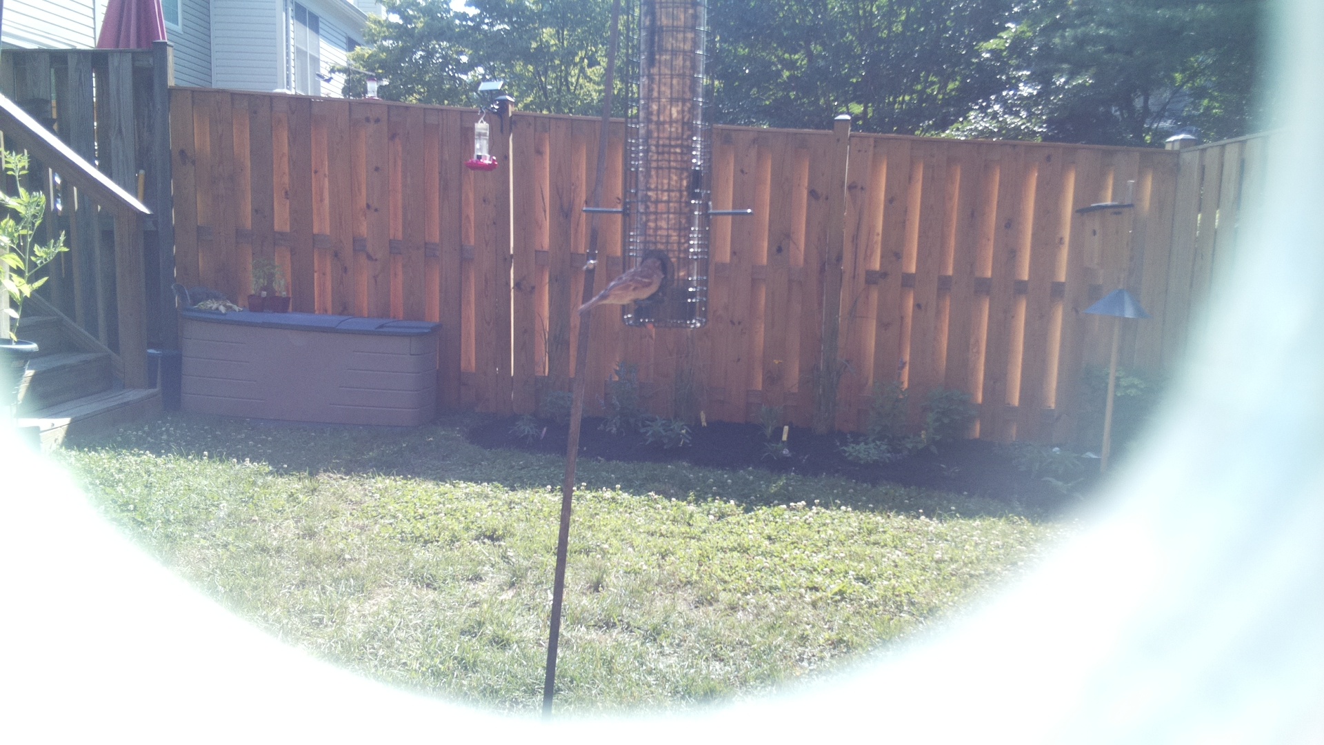 Likely Finch