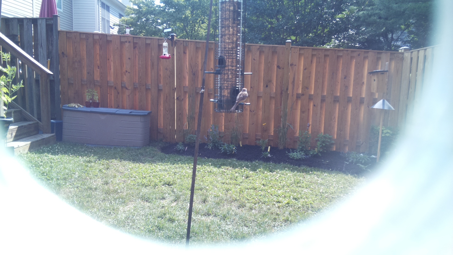 Likely Finch