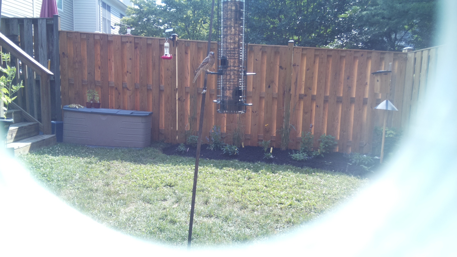 Unknown Bird