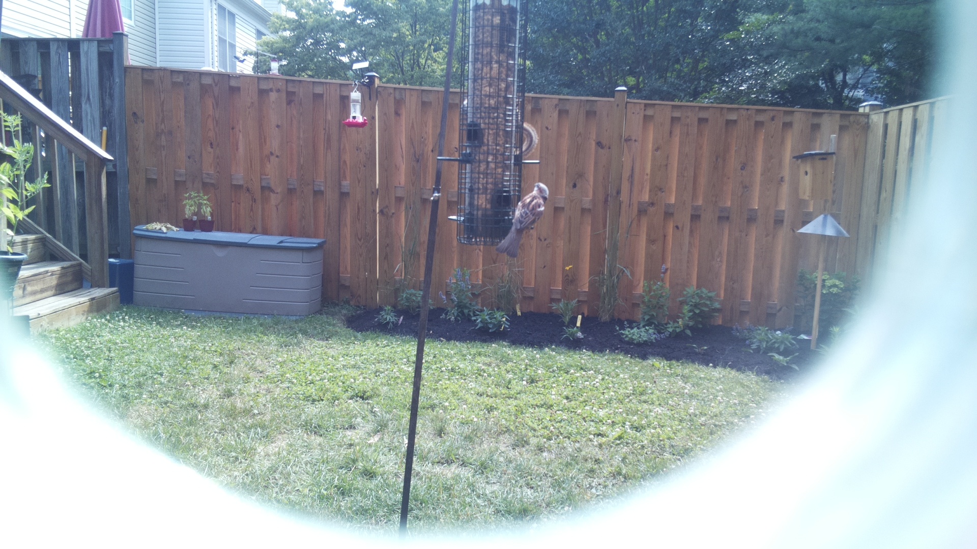Purple Finch