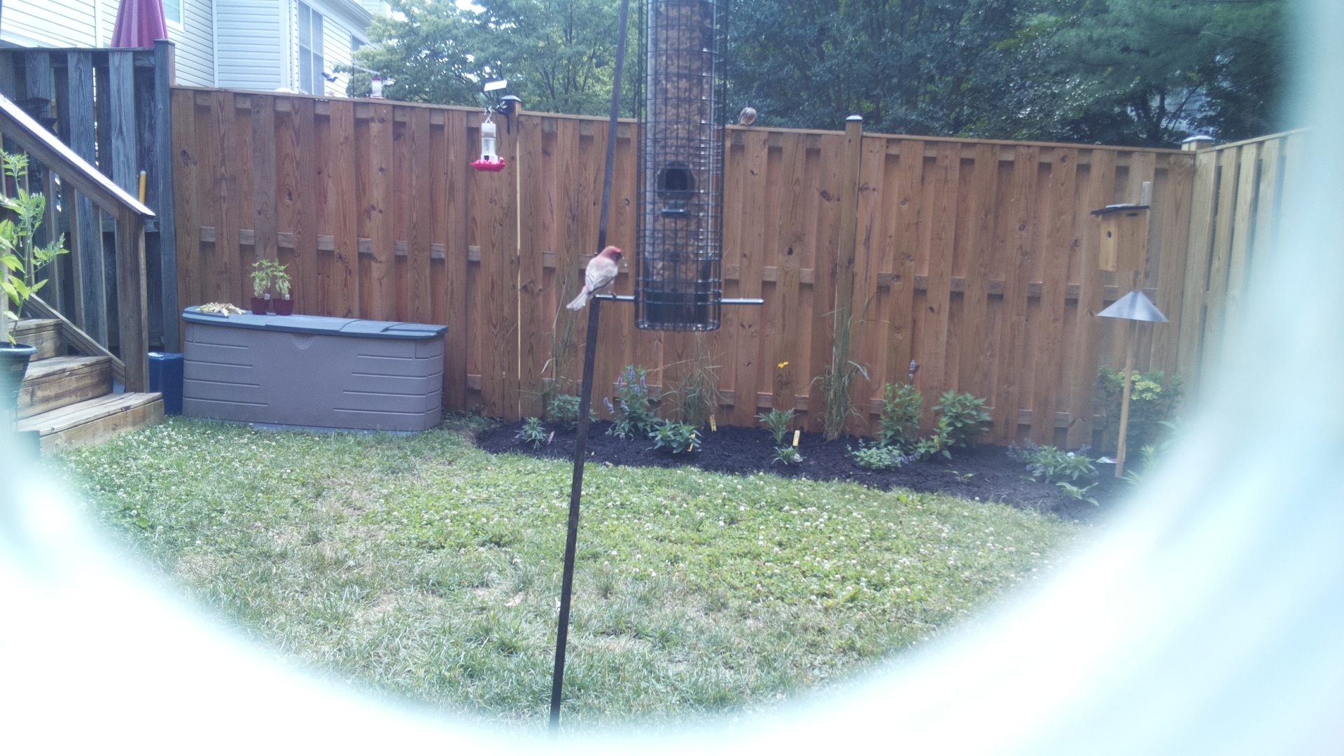 Purple Finch