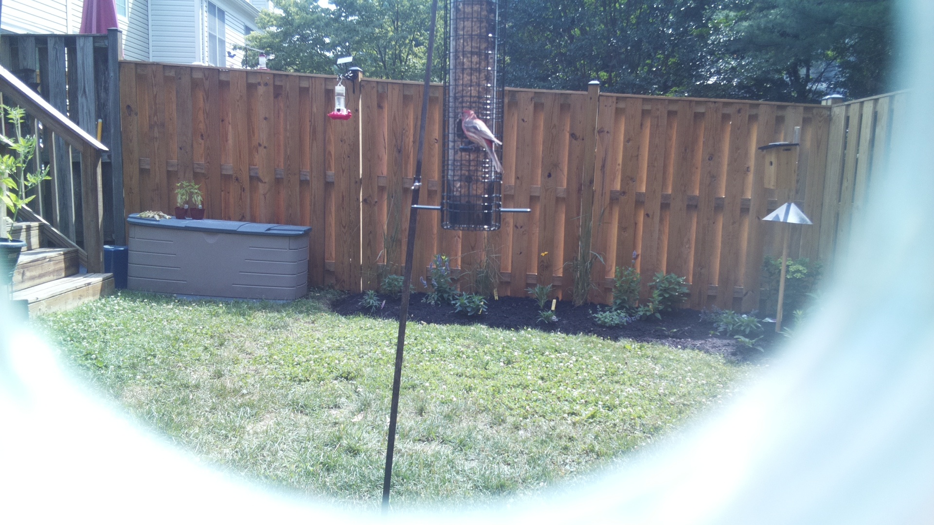 Purple Finch