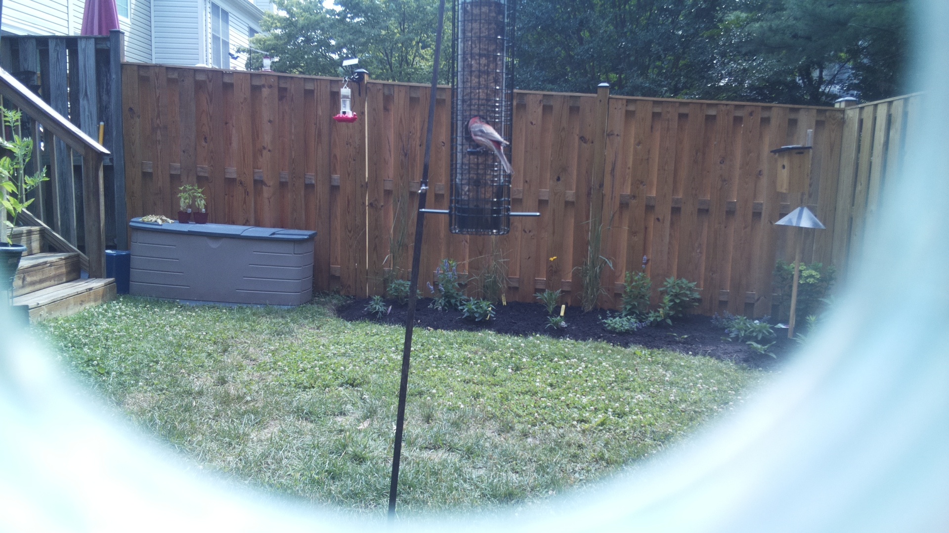 Purple Finch