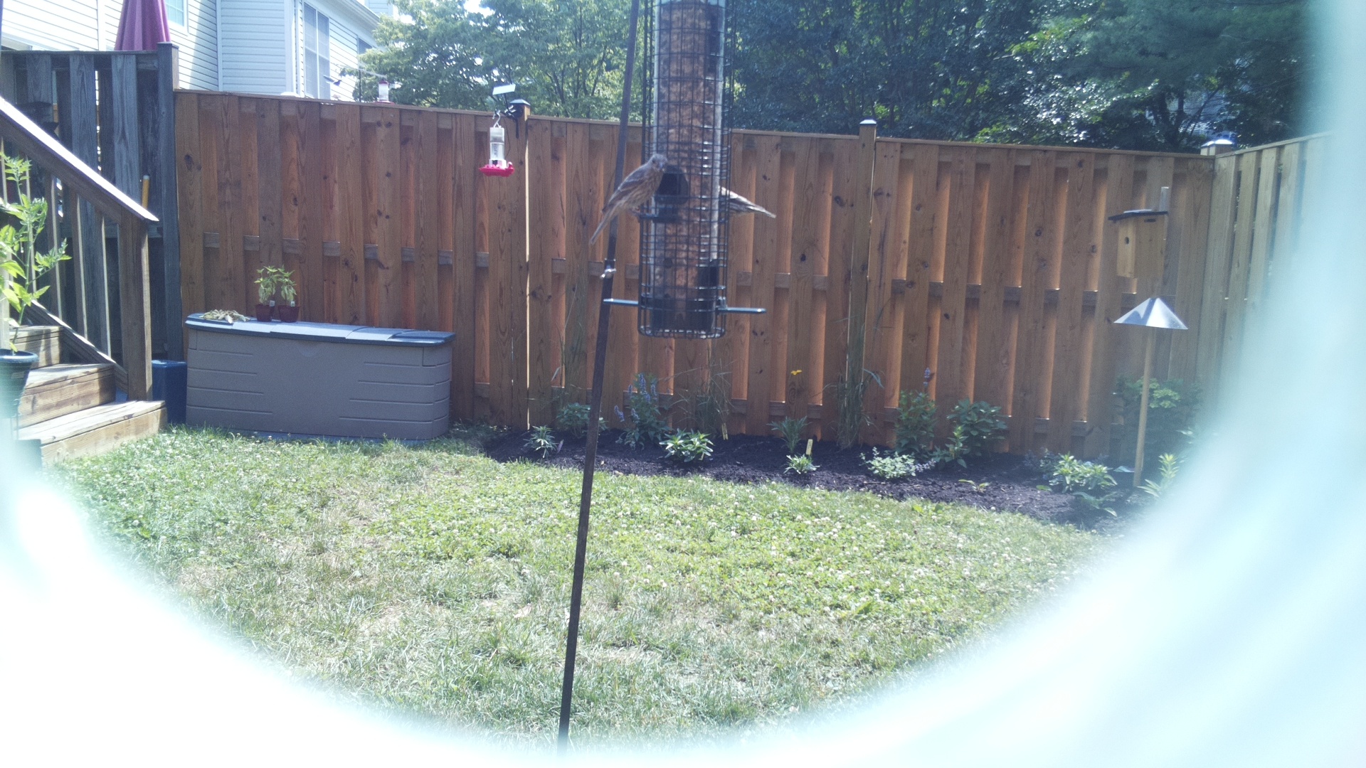 Unknown Bird