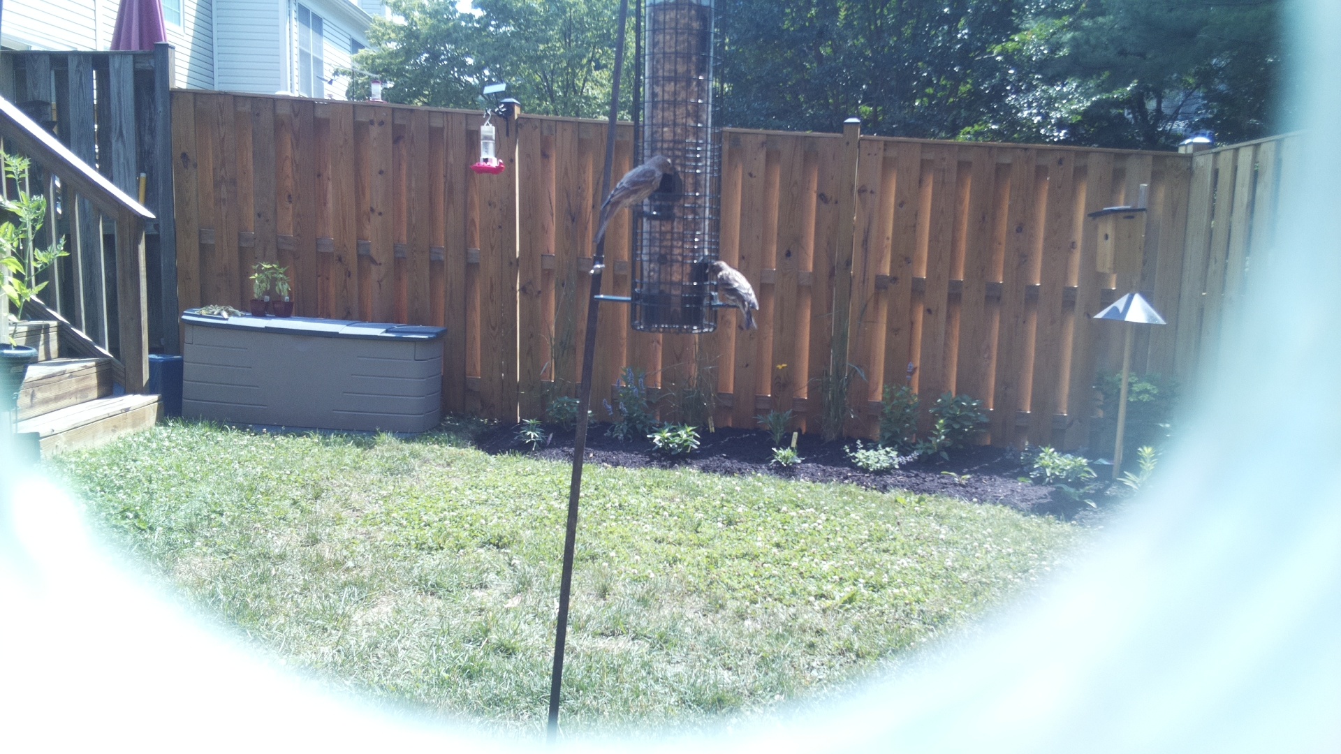 Unknown Bird