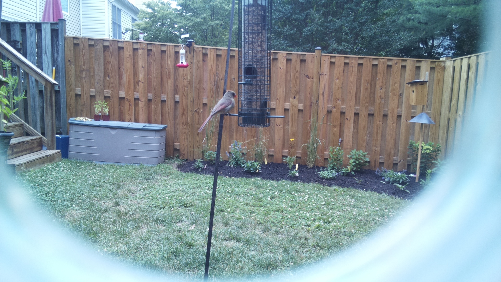 Likely Finch