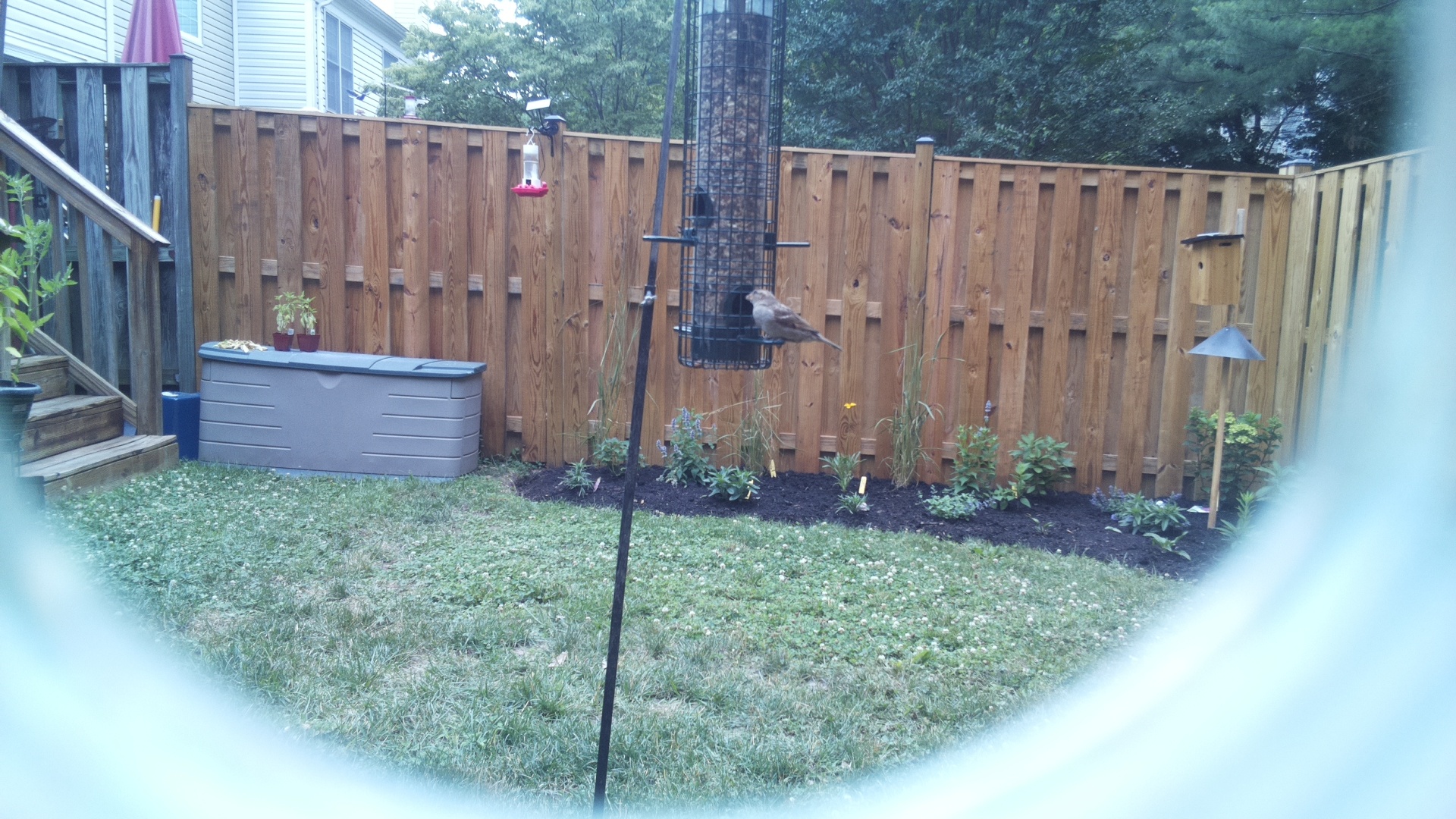 Likely Finch