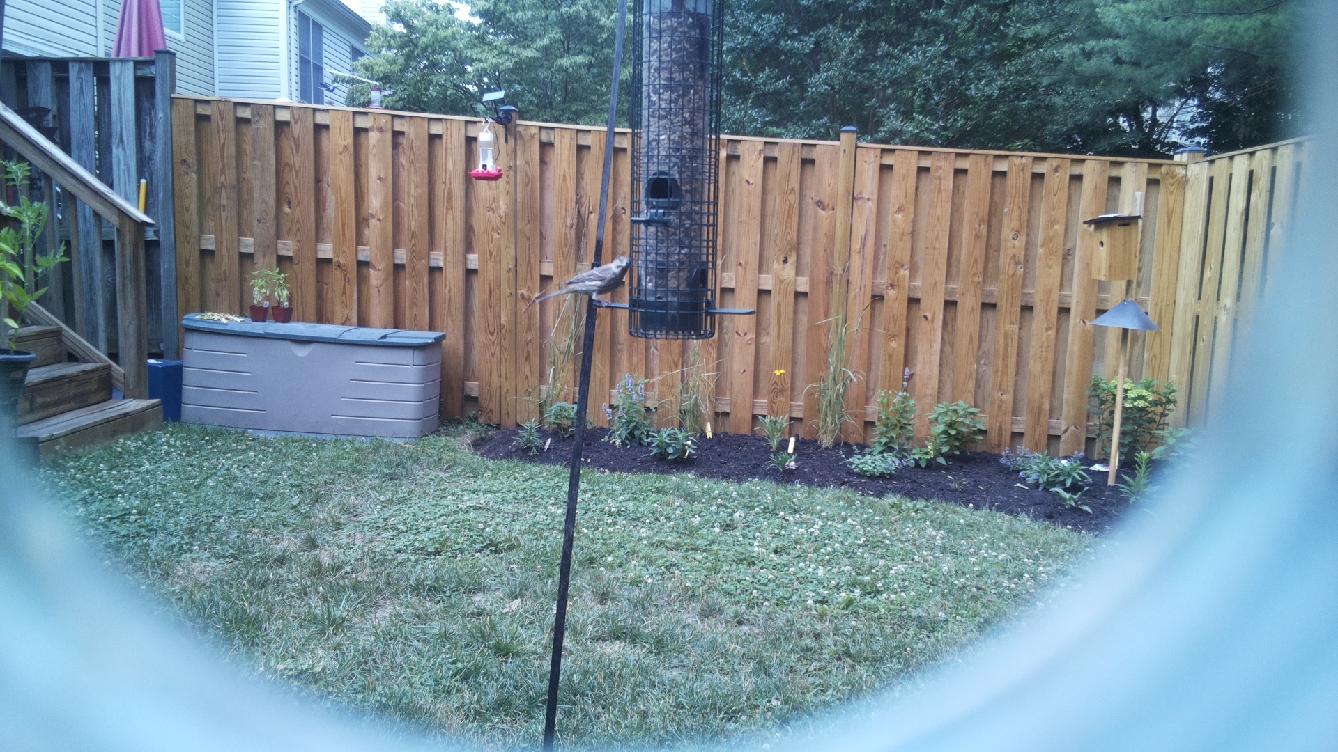 Likely Chickadee/Titmouse