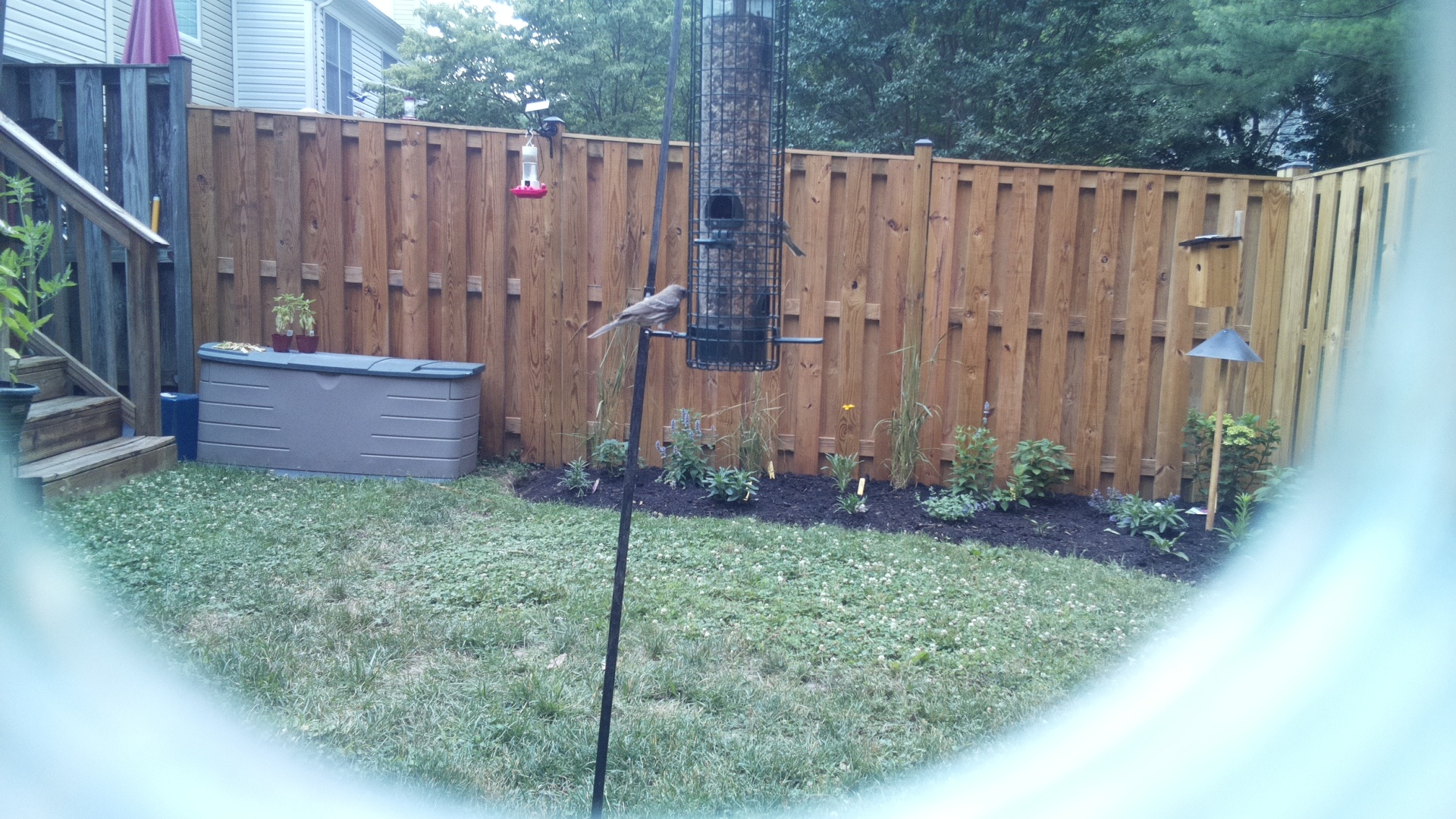 Unknown Bird