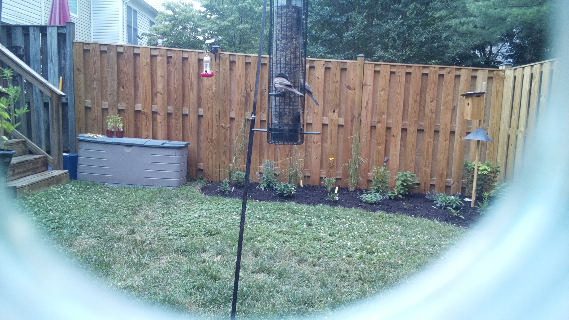 Likely Finch