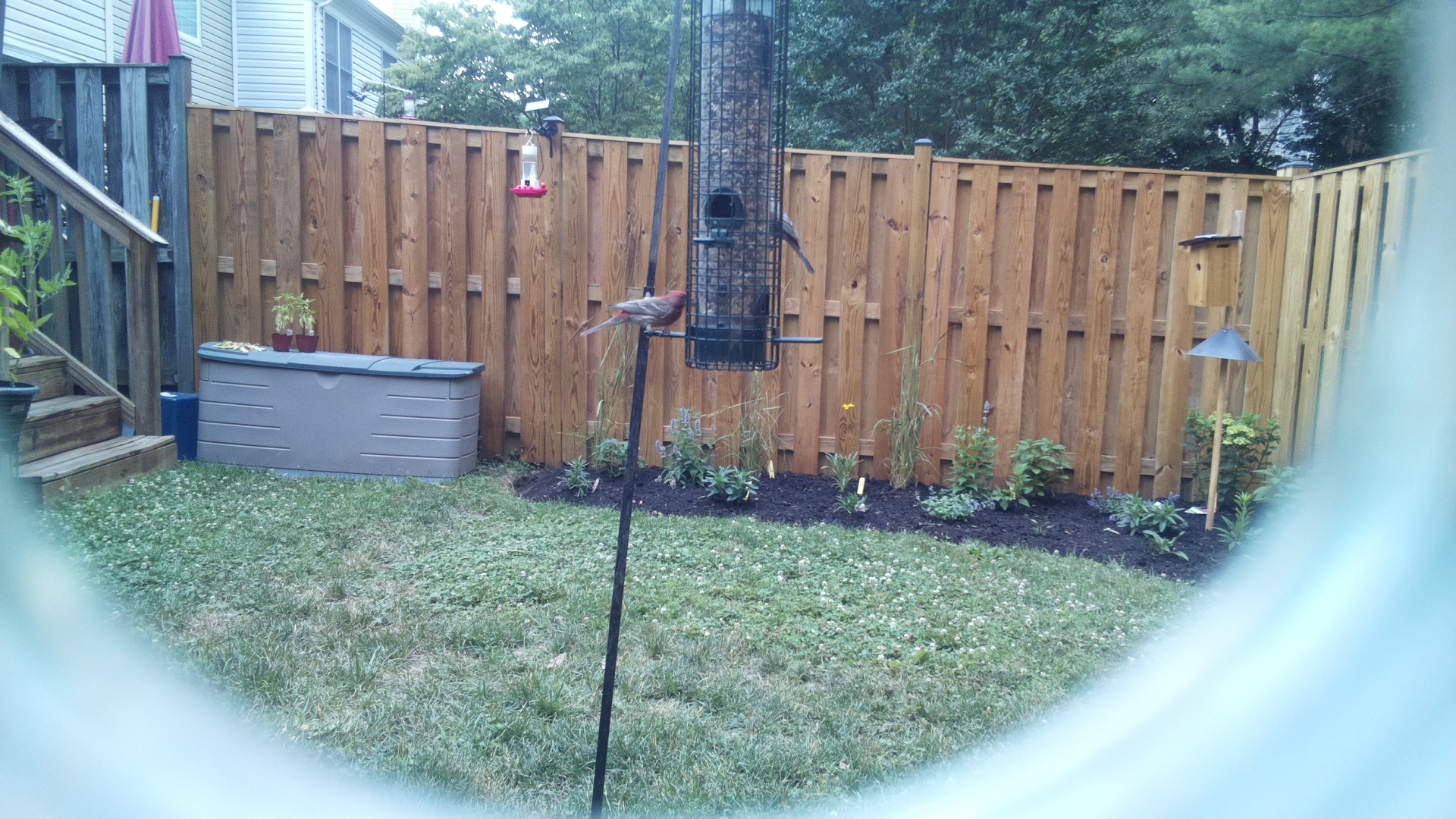 Purple Finch