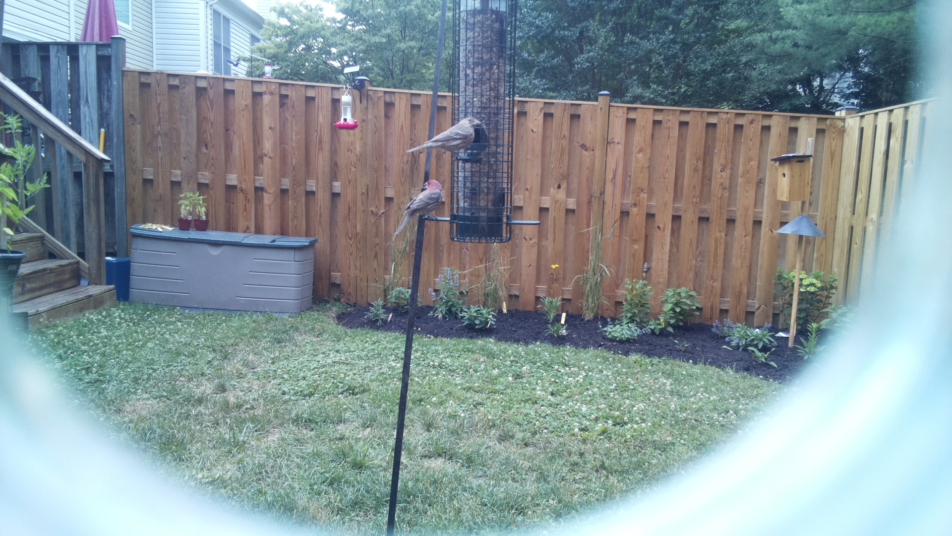 Purple Finch