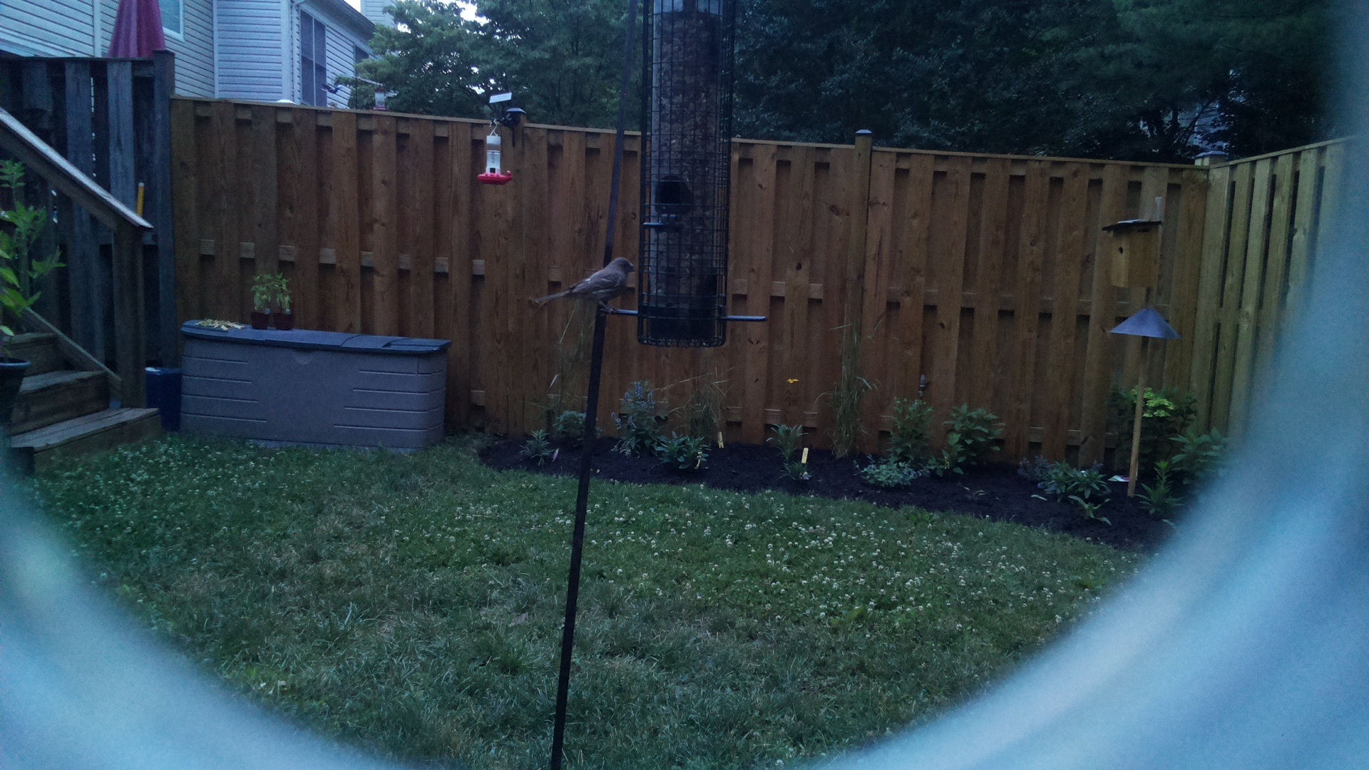 Likely Blackbird/Grackle