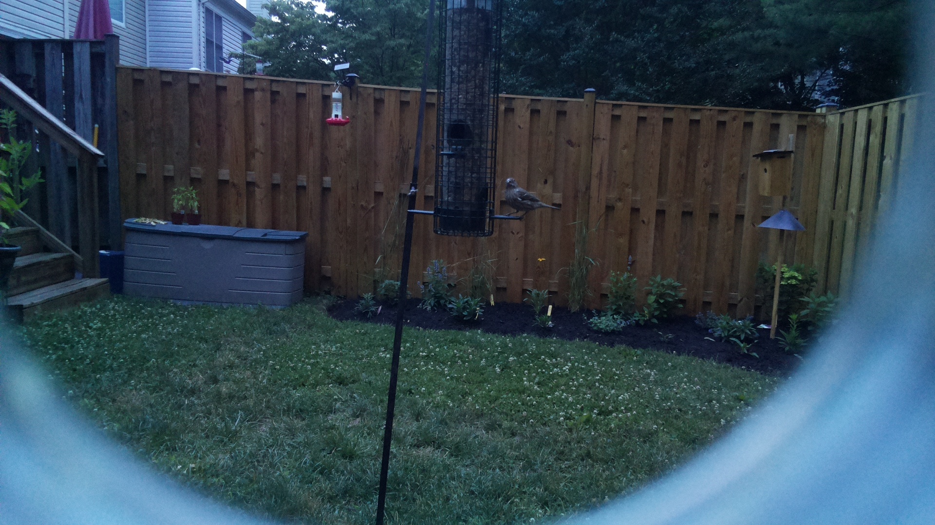 Unknown Bird