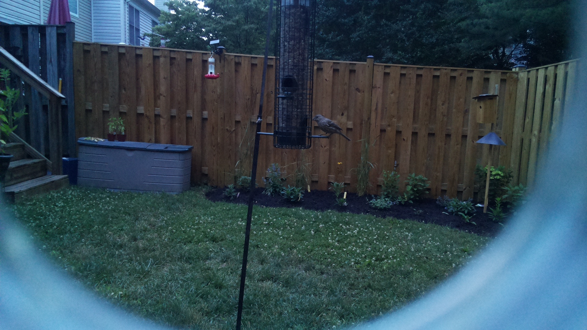 Brown-headed Cowbird