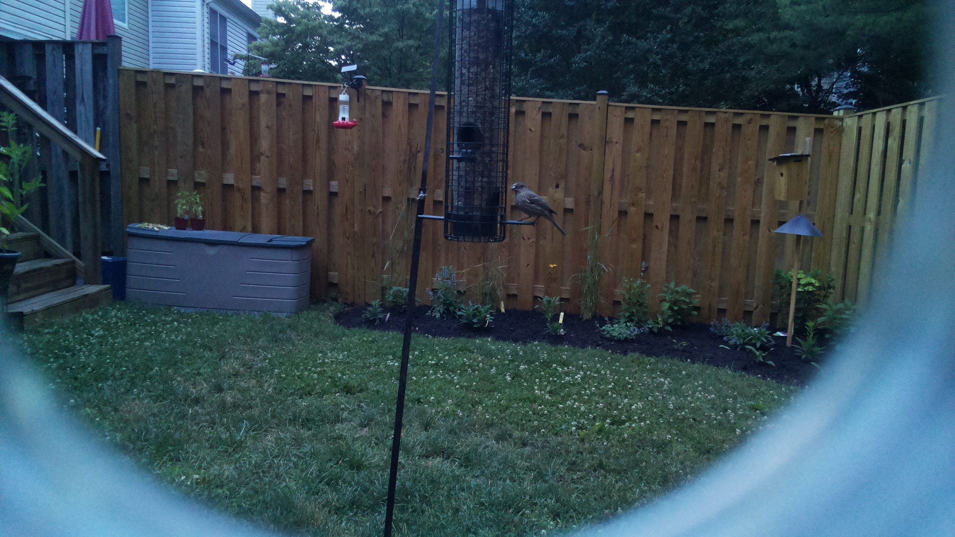 Unknown Bird