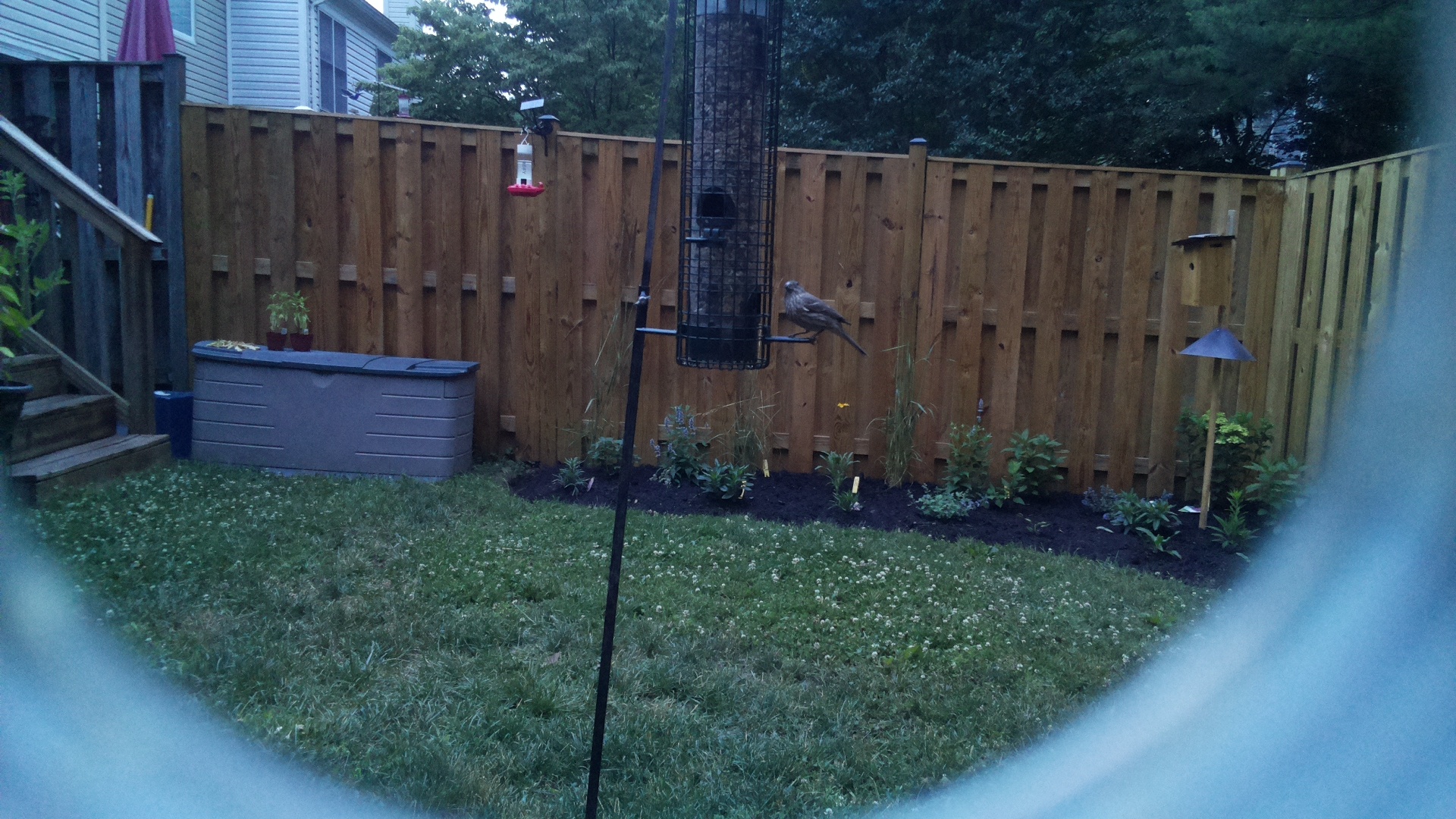Unknown Bird