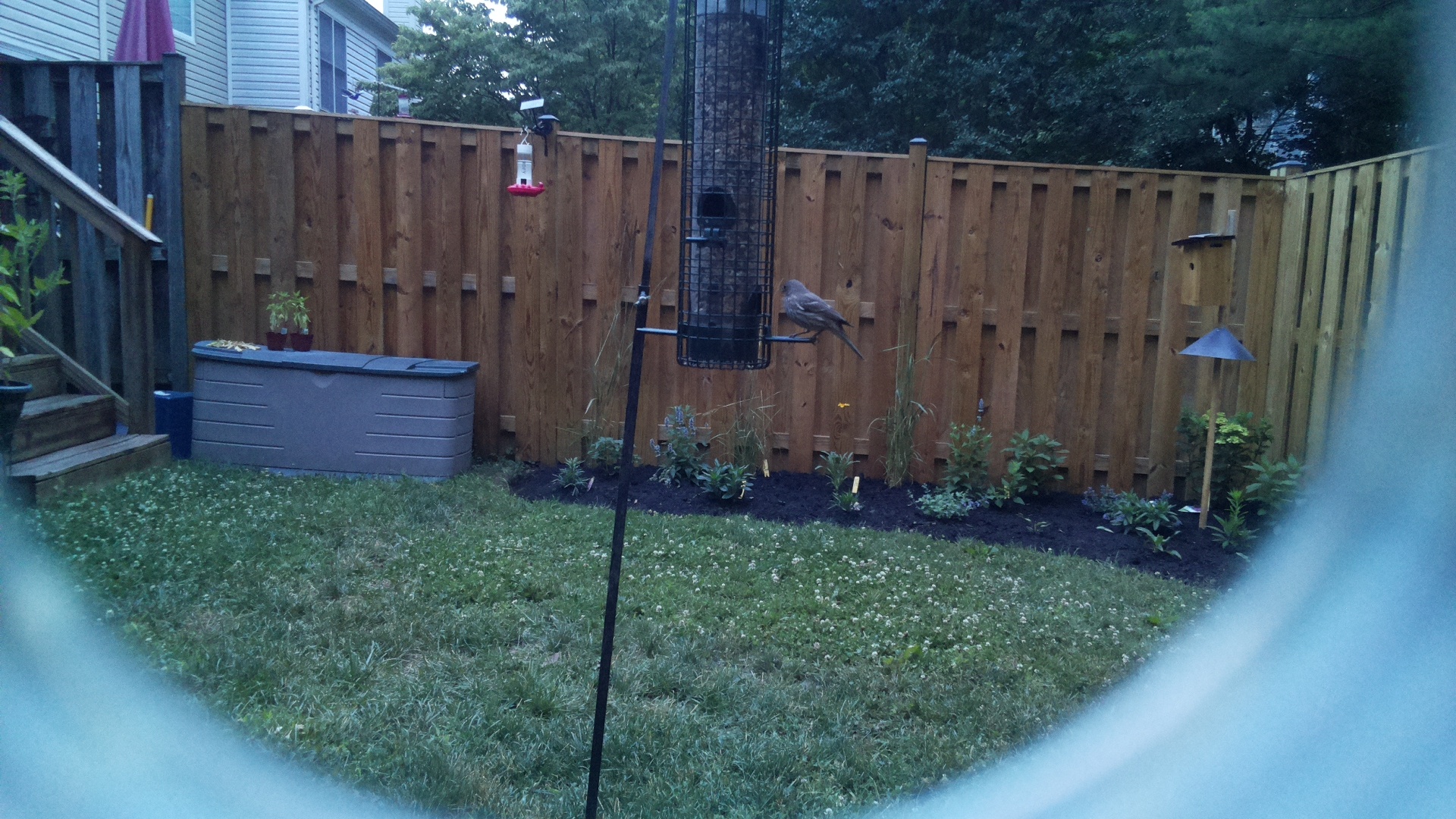Unknown Bird