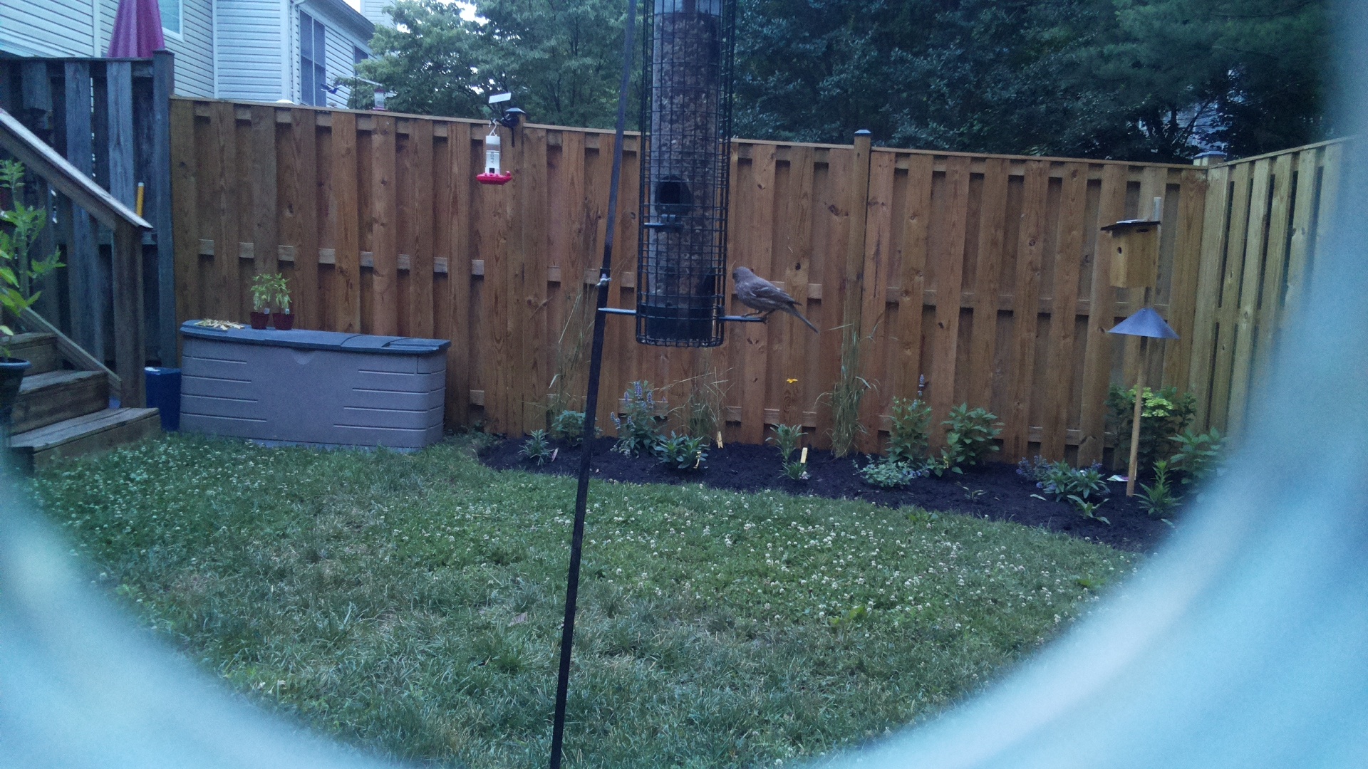 Likely Blackbird/Grackle