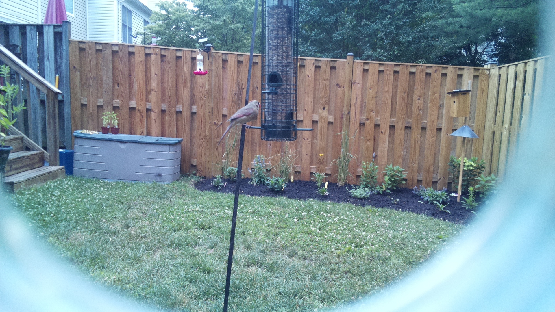Purple Finch