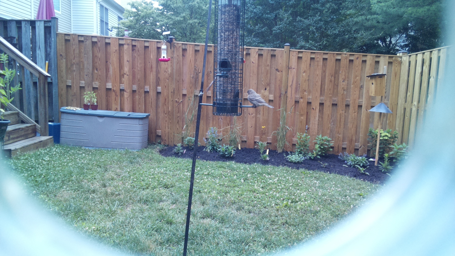 Likely Finch