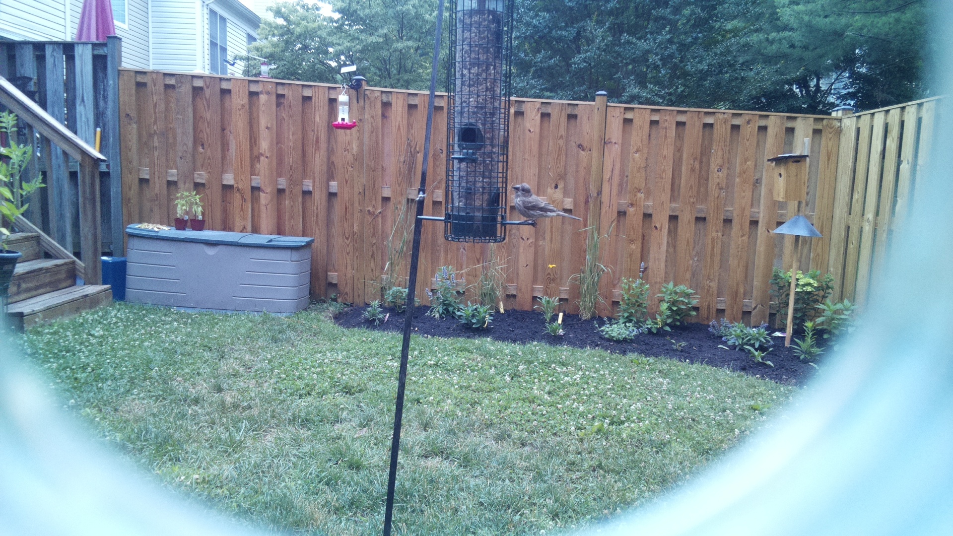 Likely Blackbird/Grackle