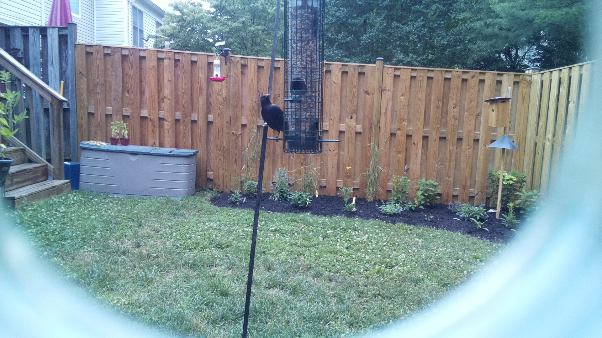 Likely Blackbird/Grackle