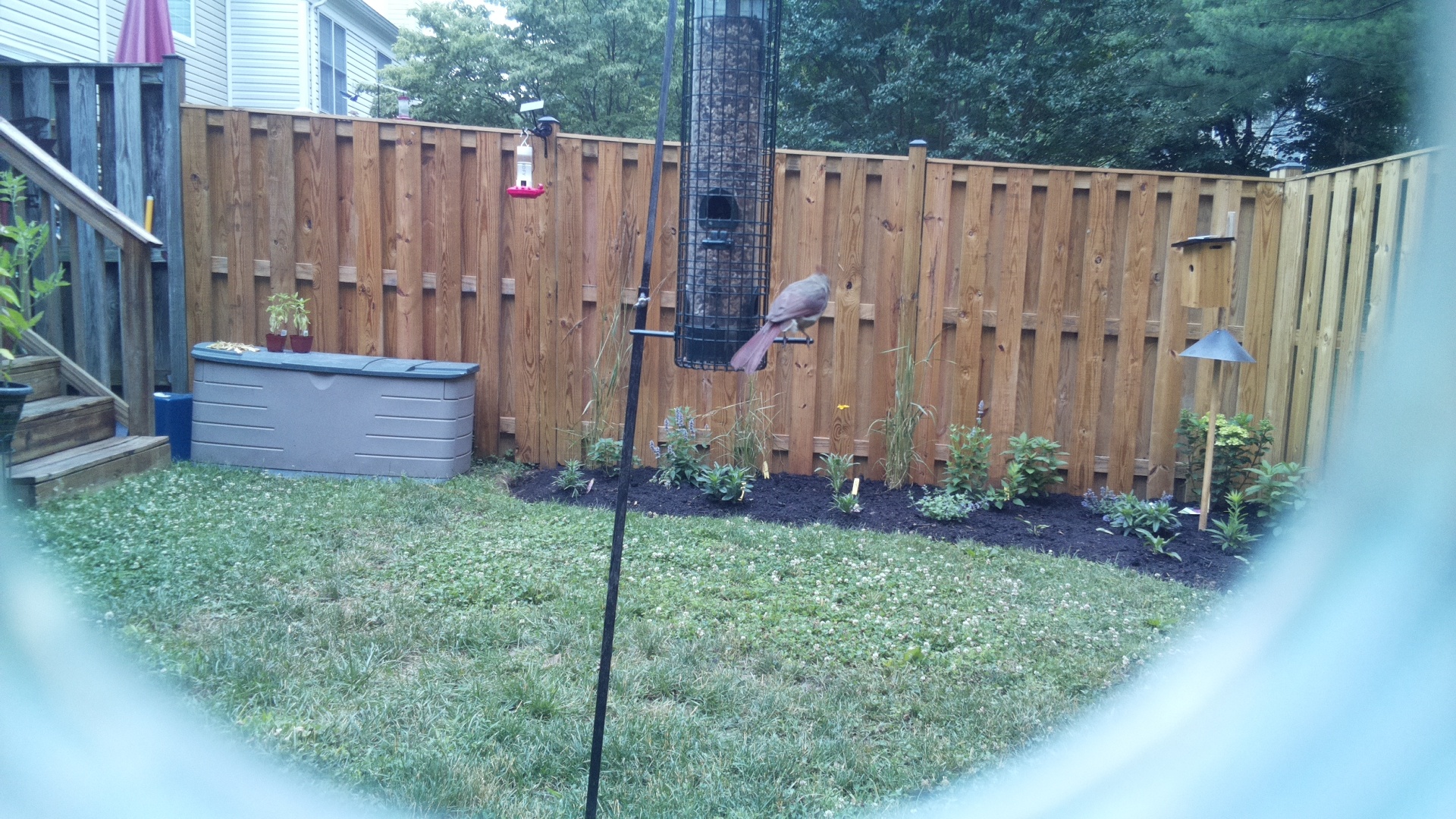 Likely Finch