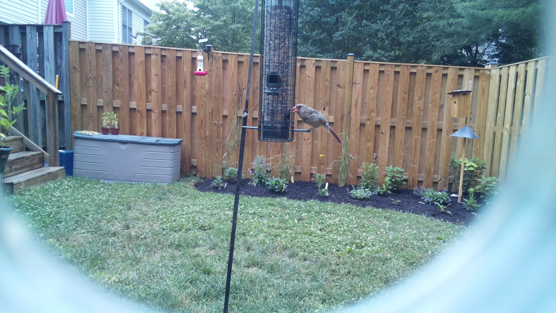 Unknown Bird