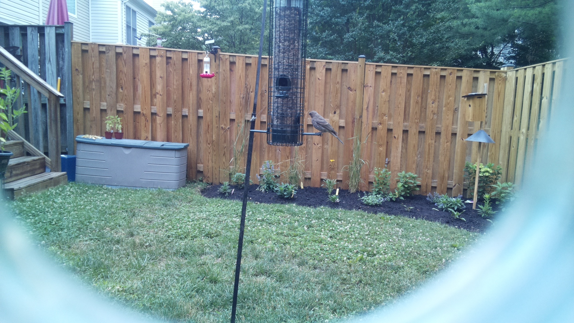 Brown-headed Cowbird