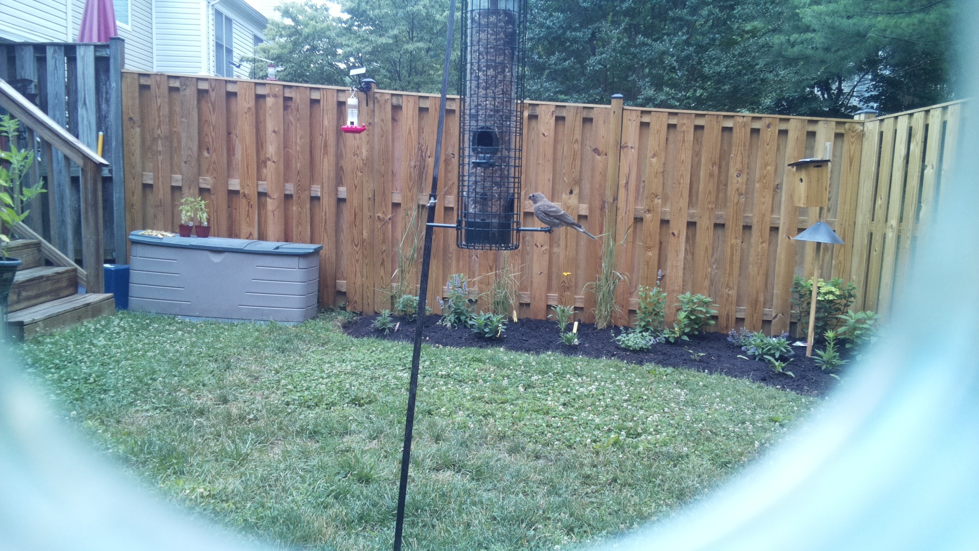 Brown-headed Cowbird
