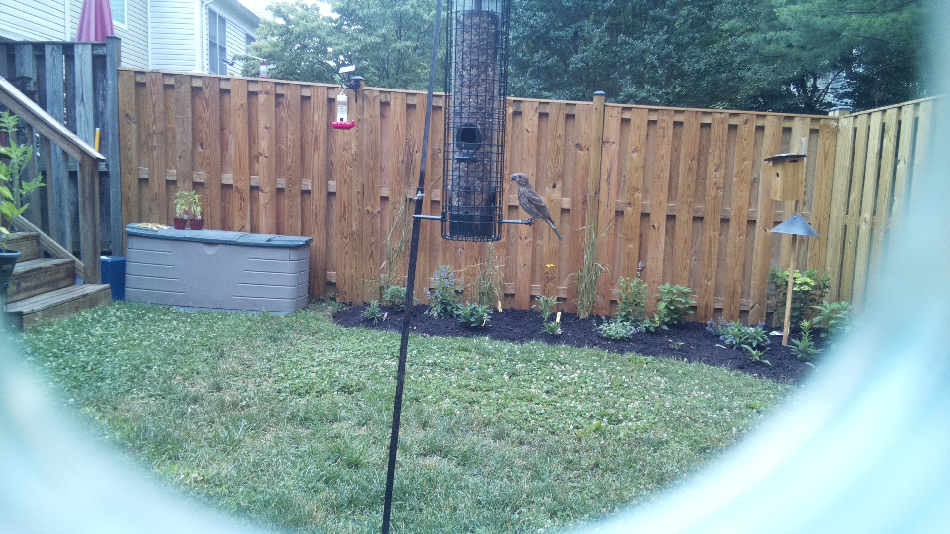 Likely Finch