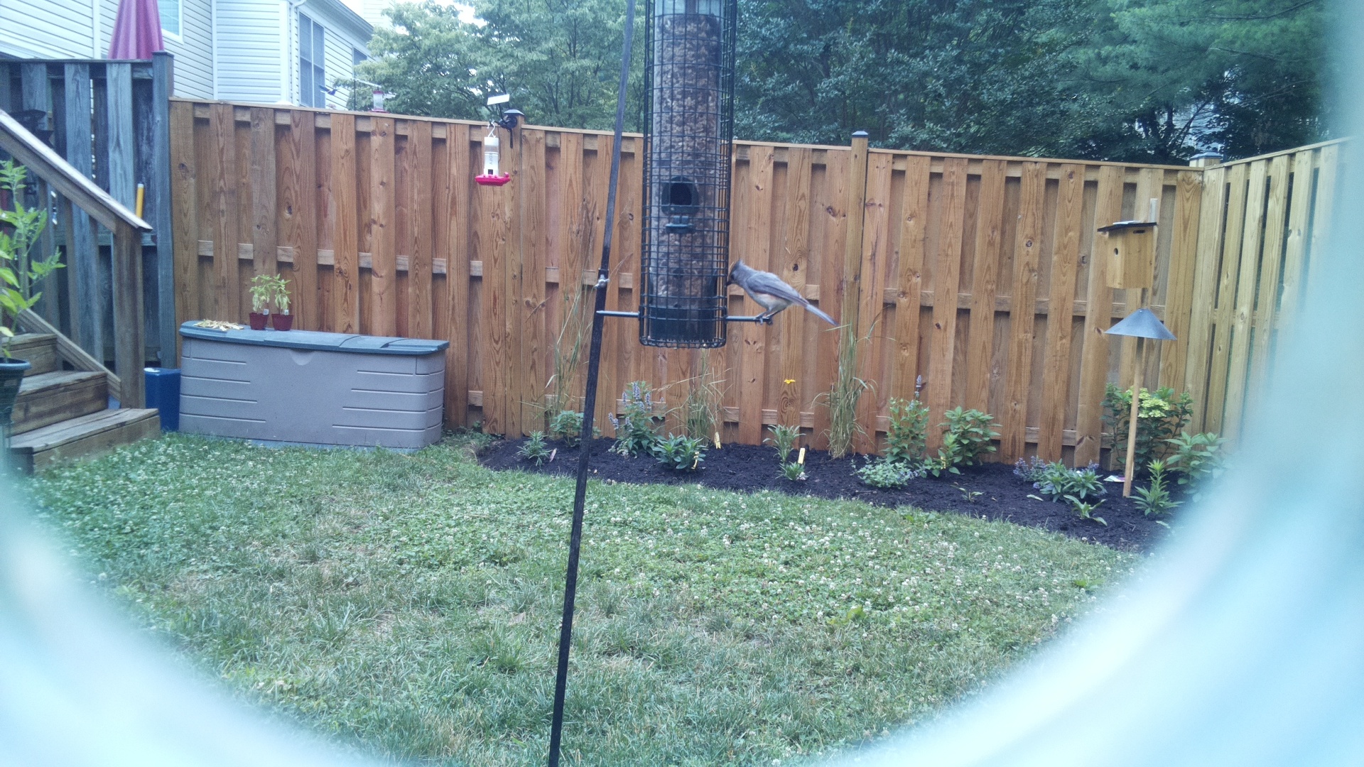 Tufted Titmouse
