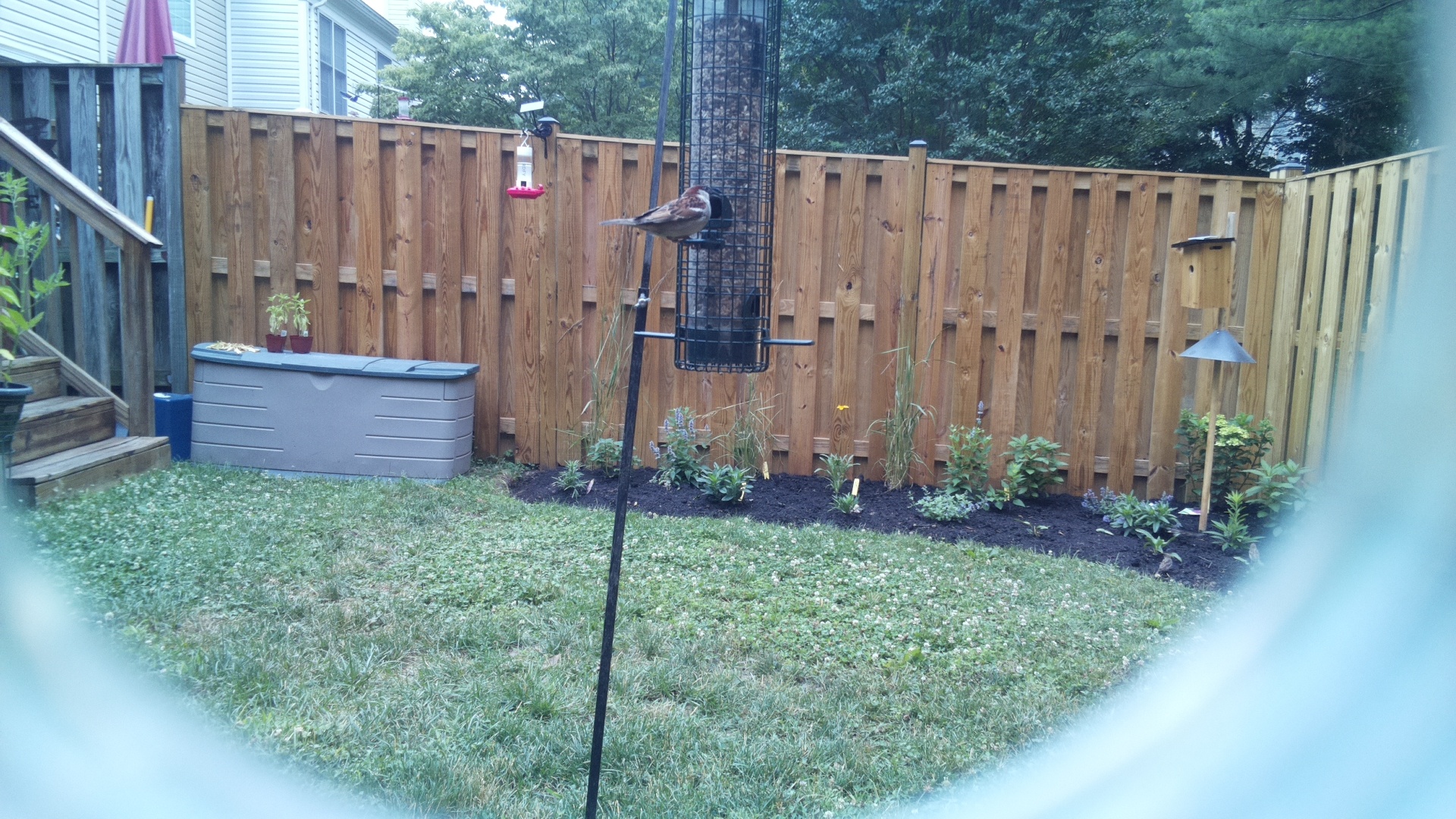 Likely Finch