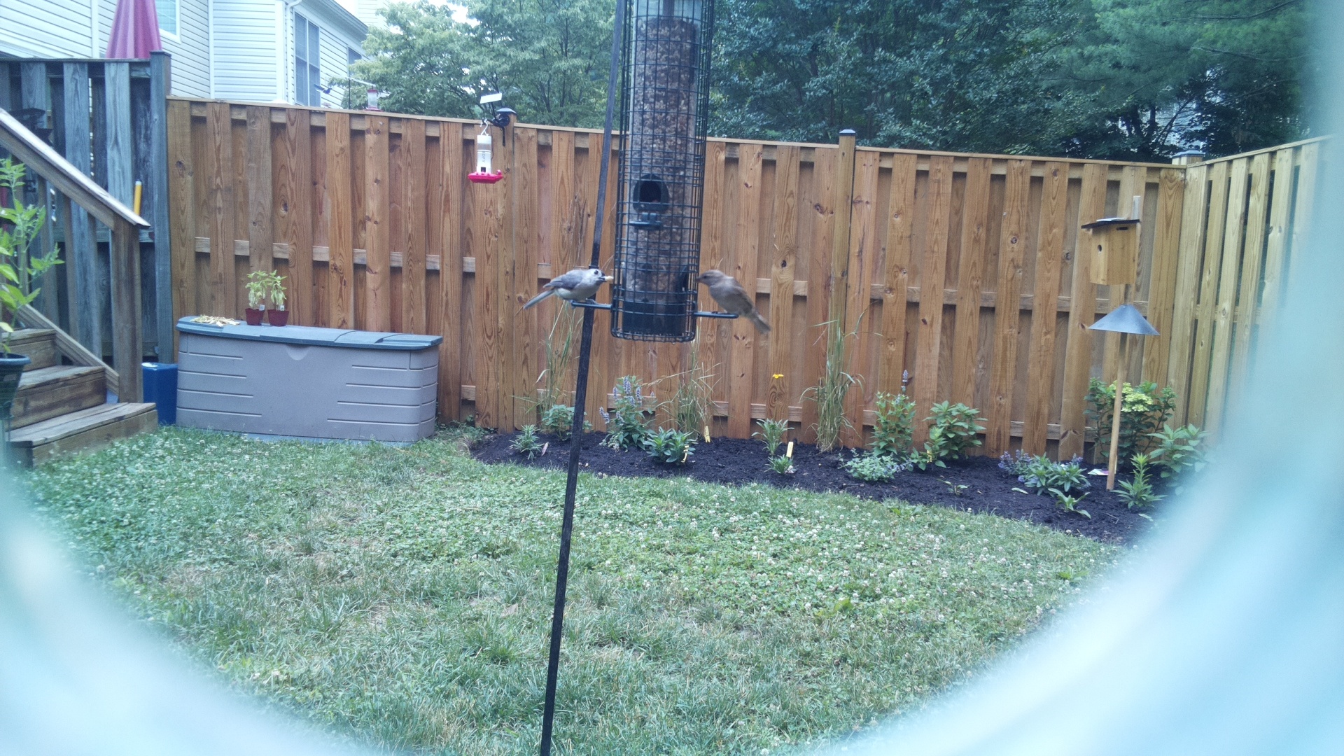Tufted Titmouse