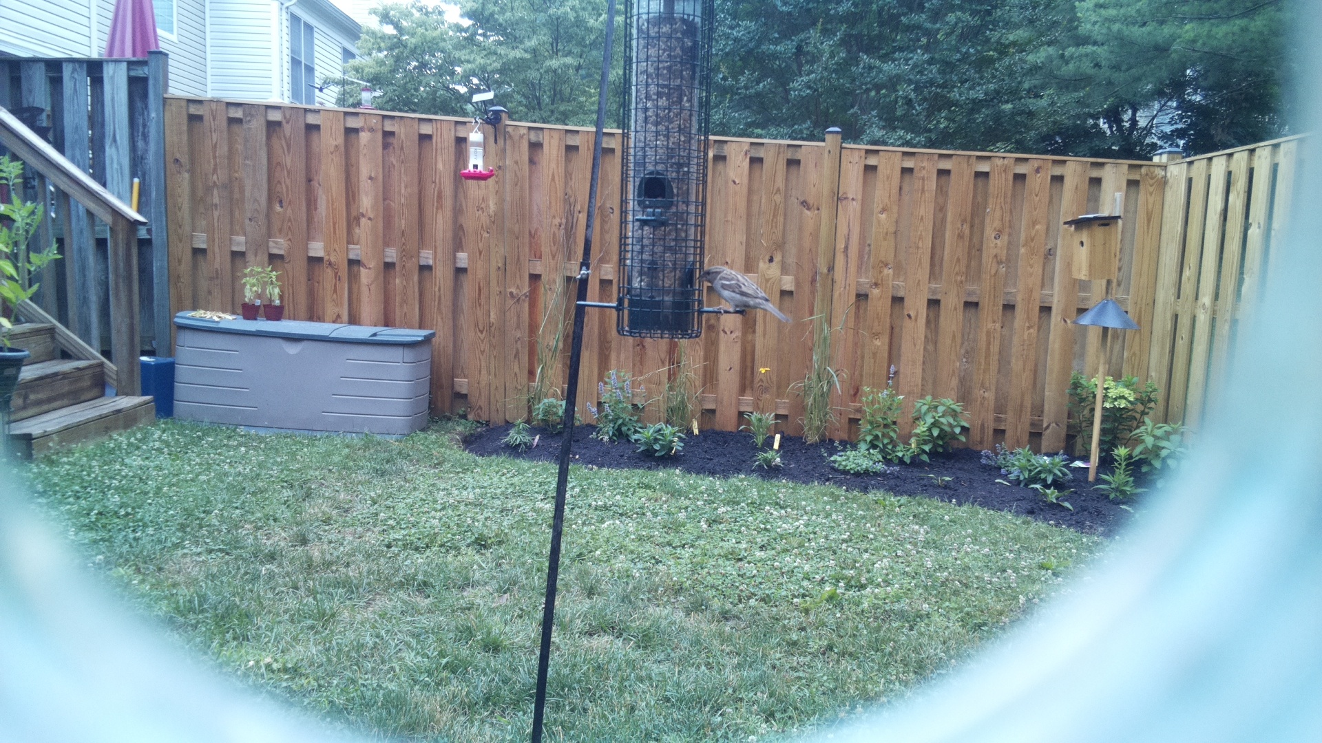 Likely Sparrow