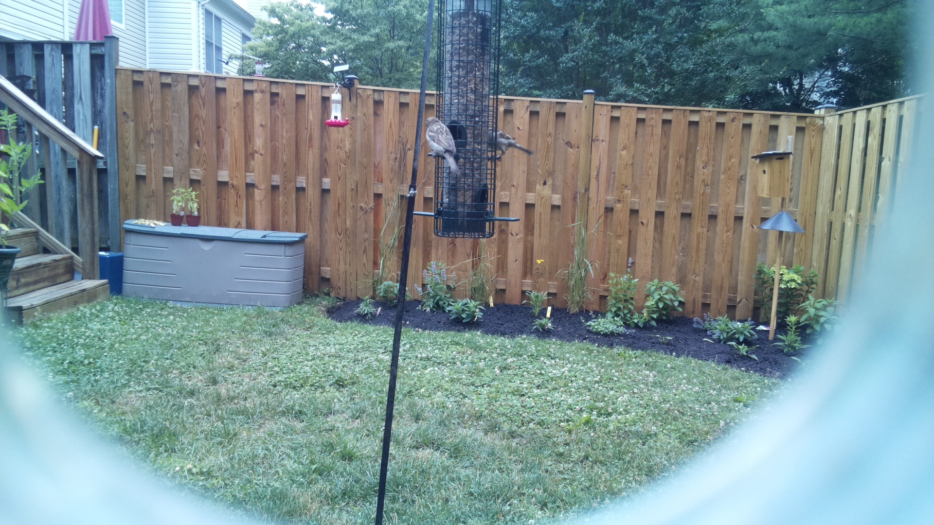 Likely Finch