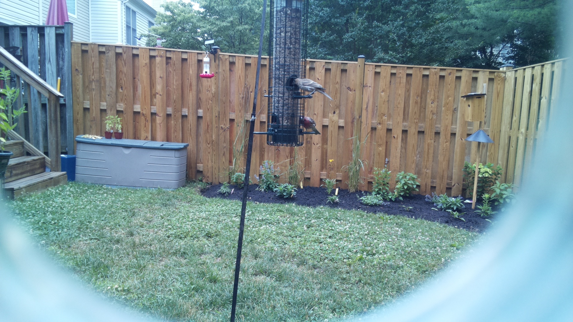 Likely Blackbird/Grackle
