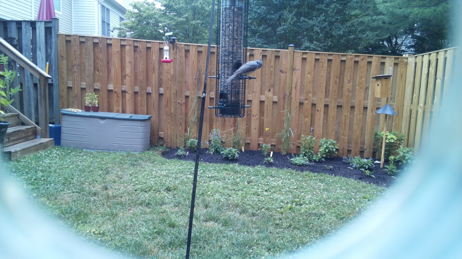 Likely Chickadee/Titmouse