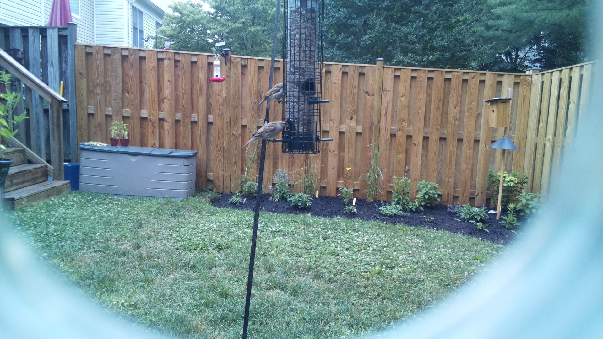 Likely Sparrow