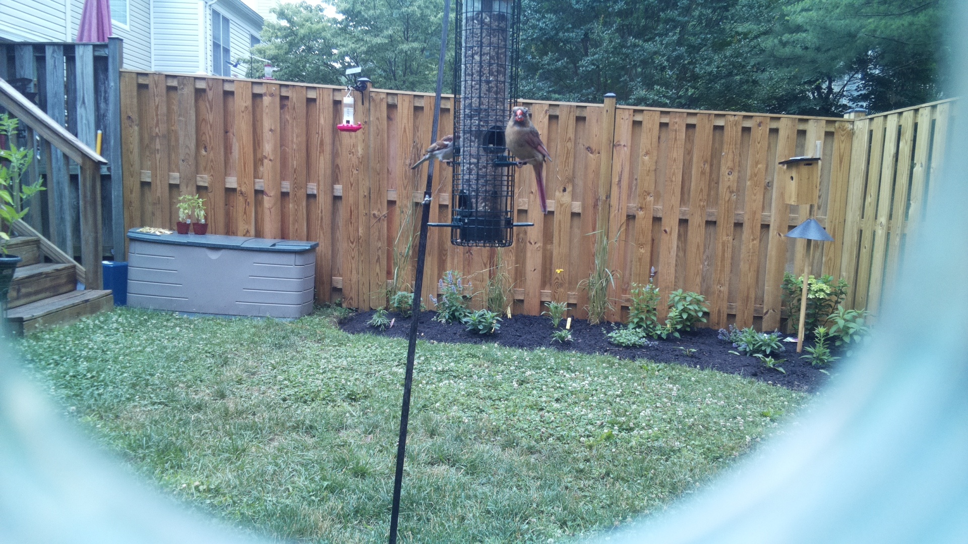 Northern Cardinal