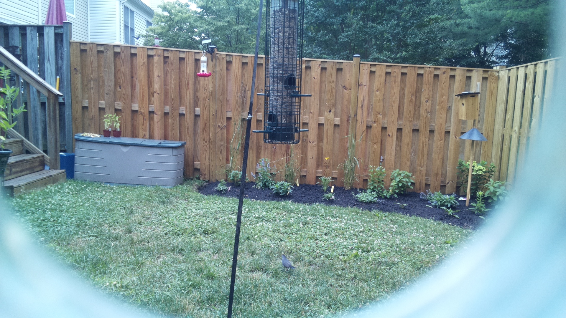 Likely Blackbird/Grackle