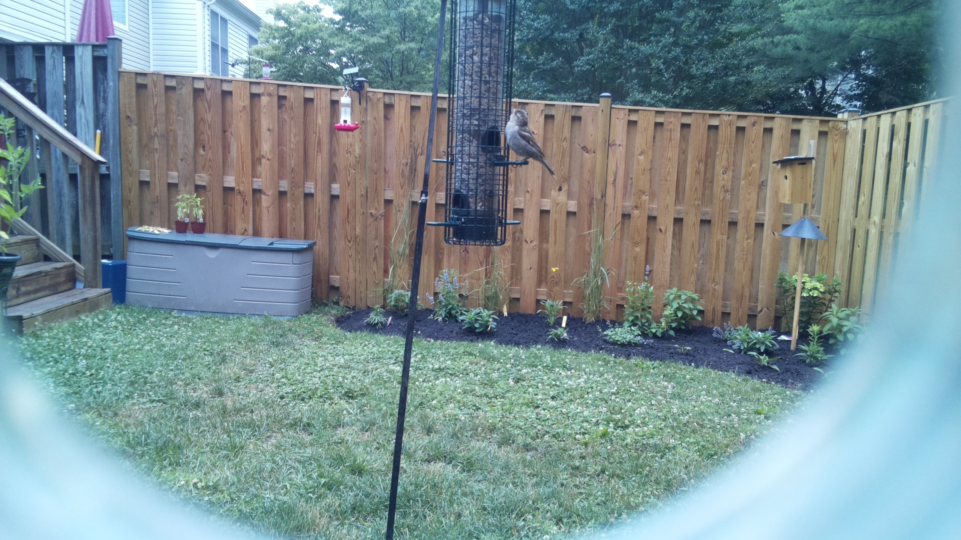 Likely Sparrow