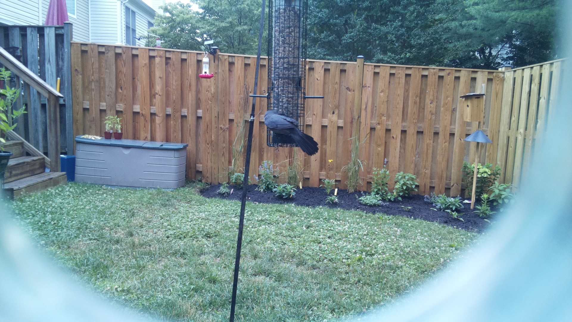 Likely Blackbird/Grackle